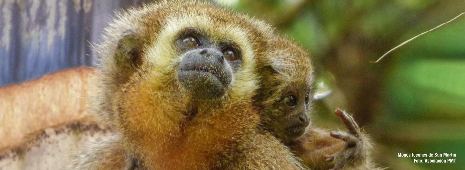 titi monkey in amazonian peruvian forest