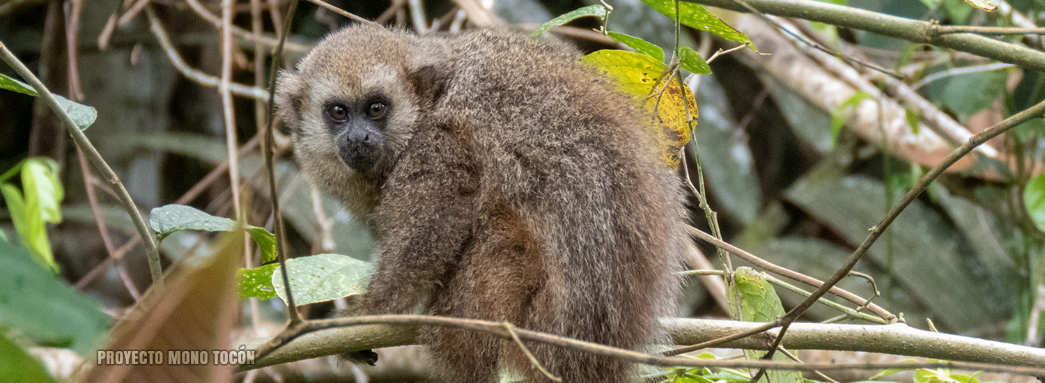 titi monkey in amazonian peruvian forest